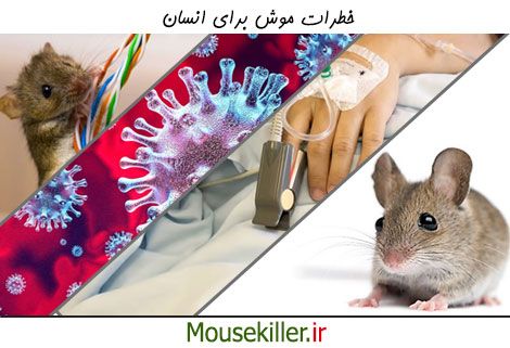 موش ها چه خطراتی برای انسان ها دارند؟