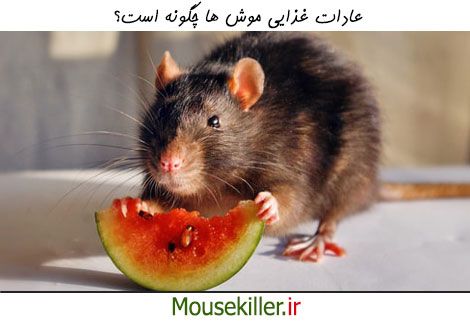 عادات غذایی موش ها و تاثیر آن بر ما