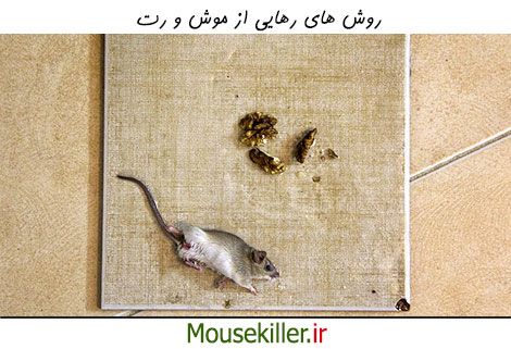 روش های خلاص شدن از موش ها
