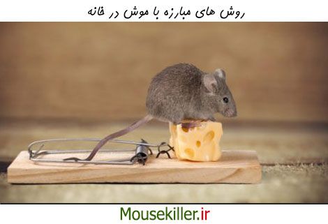 چگونه با موش ها در خانه مقابله کنیم؟