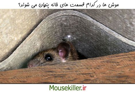 مکان های پنهان شدن موش در خانه