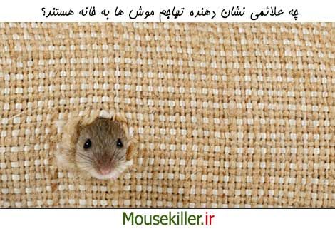علائم جود موش در خانه